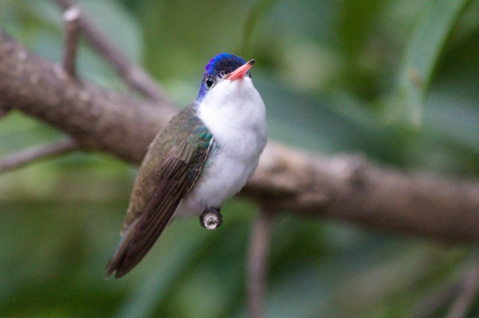 Hummingbird, Violet-crowned16