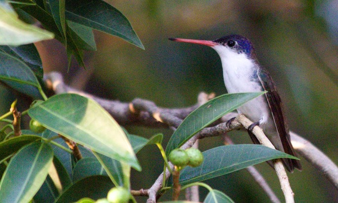 Hummingbird, Violet-crowned2