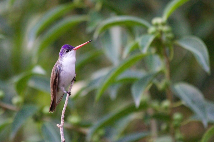 Hummingbird, Violet-crowned4