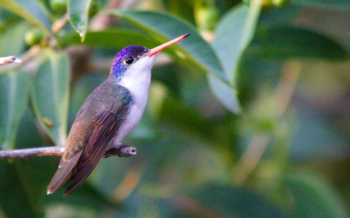 Hummingbird, Violet-crowned