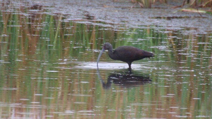 Ibis, White-faced (Oregon)