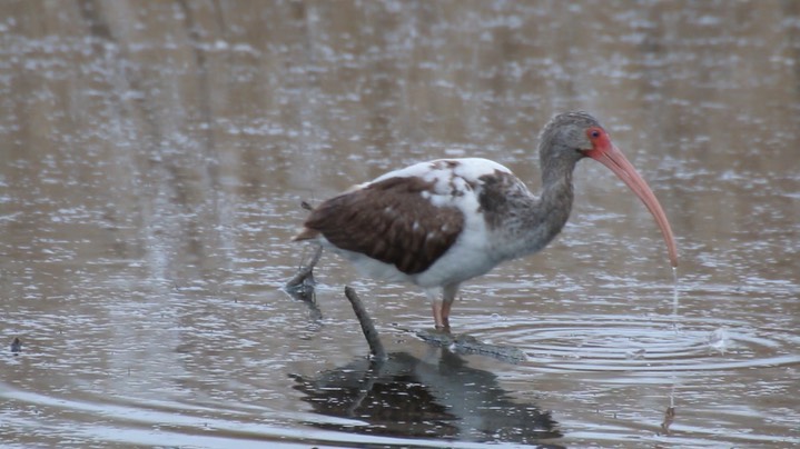 Ibis, White (Texas) 1