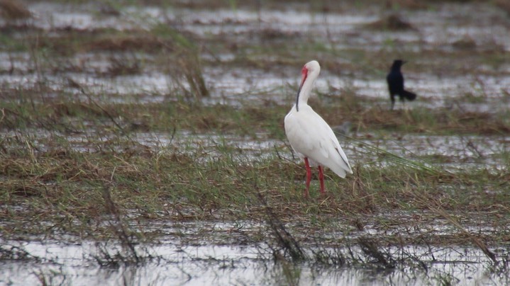 Ibis, White (Texas)