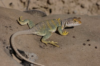 Greater Earless Lizard 2