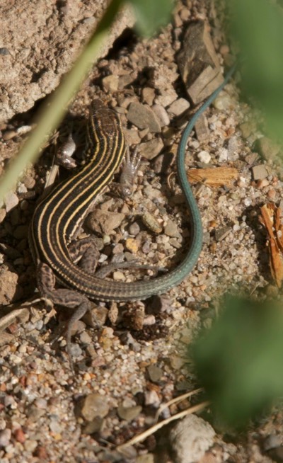 Whiptail, Desert Grasslands