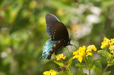 Pipevine swallowtail