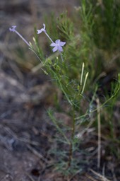 Ipomopis longiflora, Trumpet Gilia5-2d