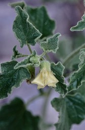 Ivy Leaf Ground Cherry,Physalis hederifolia1