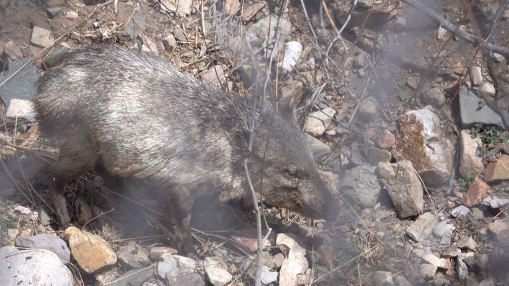 Javelina, Mineral Creek, Mar. 19, 2022 - 2