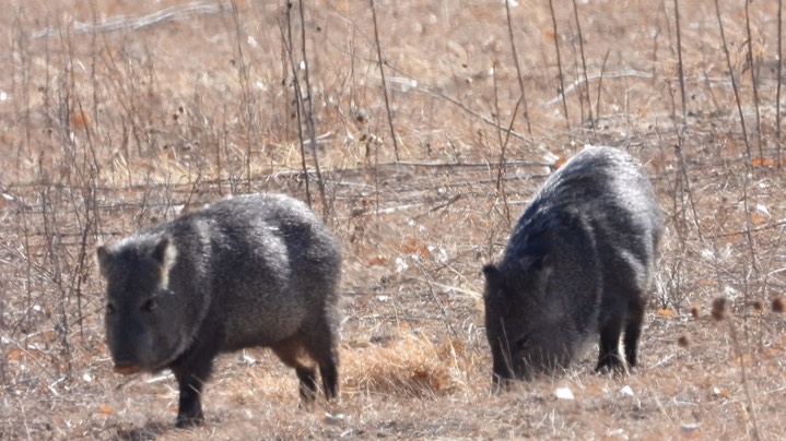 Javelina, Mineral Creek, Mar. 19, 2022 - 4