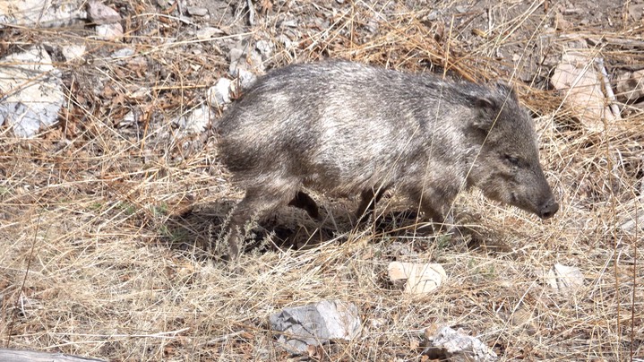 Javelina, Mineral Creek, Mar. 19, 2022 - 1