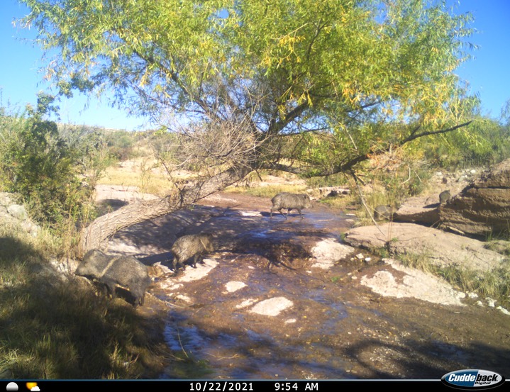 javelina warm springs