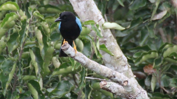 Jay, Yucatan 2