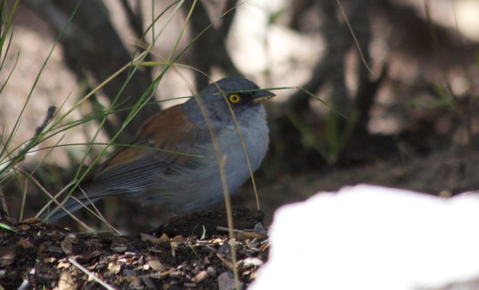 Junco, Yellow-eyed1