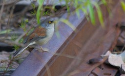 Junco, Yellow-eyed