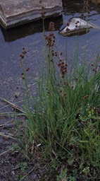 Juncus torreyi, Torrey's Rush