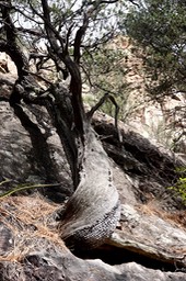 Juniperus deppenana, Alligator Juniper3