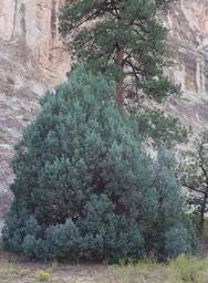 Juniperus scopulorum1