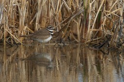 Killdeer