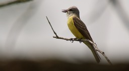 Kingbird, Couch's 1