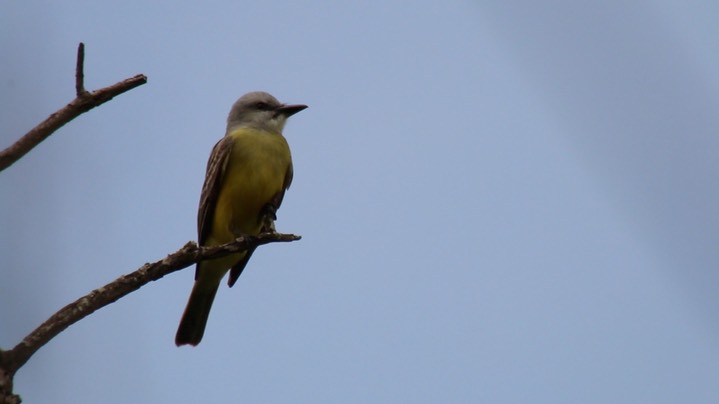 Kingbird, Couch's 2