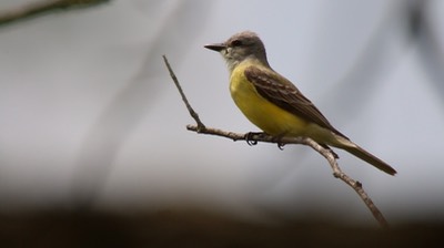 Kingbird, Couch's