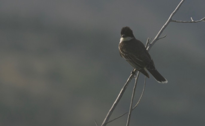 Kingbird, Eastern