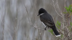 Kingbird, Eastern (Texas) 2