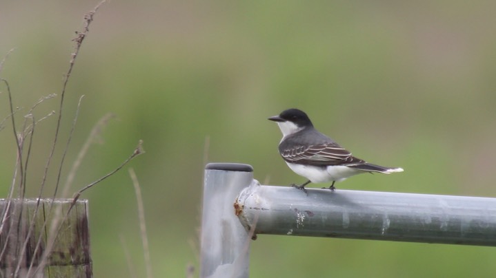 Kingbird, Eastern (Texas)