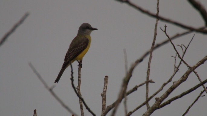 Kingbird, Tropical