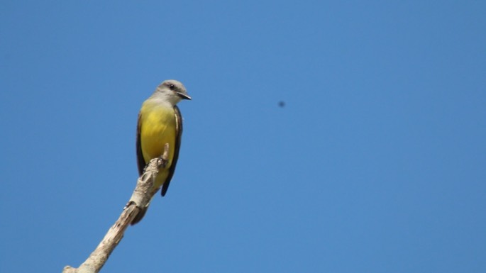 Kingbird, Tropical 6