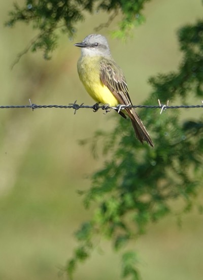 Kingbird, Tropical. Tyrannus melancholicus2