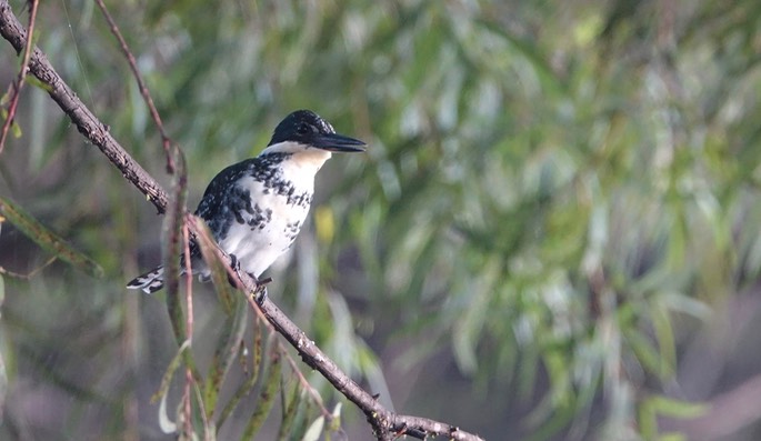 Kingfisher, Green - Chloroceryle americana - Rancho Primavera, El Tuito, Jalisco, Mexico