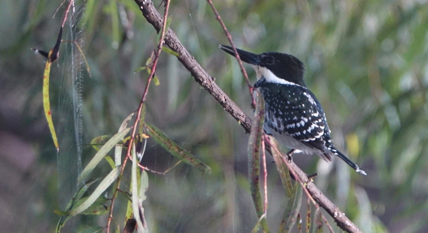 Kingfisher, Green - Chloroceryle americana - Rancho Primavera, El Tuito, Jalisco, Mexico3