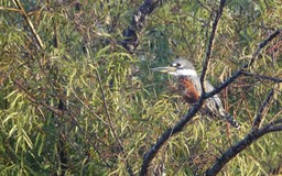 Kingfisher, Ringed - Ceryle t. torquata - Rancho Primavera, El Tuito, Jalisco, Mexico