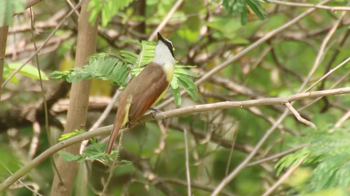 Kiskadee, Great (Texas) 1