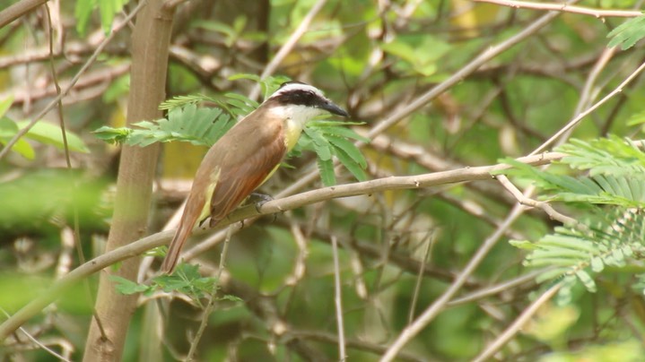 Kiskadee, Great (Texas)