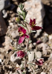 Krameria lanceolata, Trailing krameria3