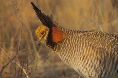 Lesser Prairie Chicken, tympanuchus pallidicinctus, Milnesand, NM 7