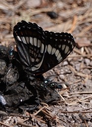 Limenitis weidemeyrii Railroad Canyon4