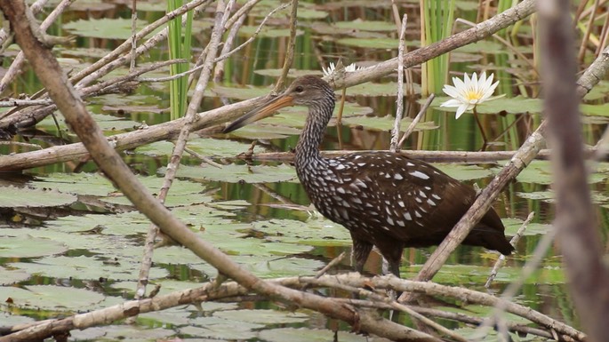 Limpkin 1