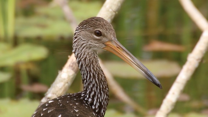 Limpkin