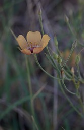 Linum puberulum2