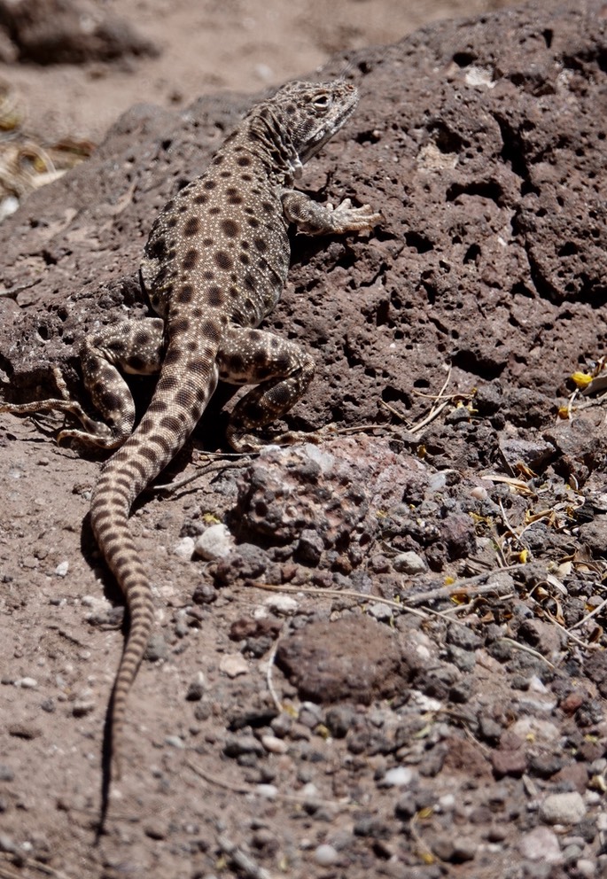 lizard-long-nosed-leopard--_med_hr-2