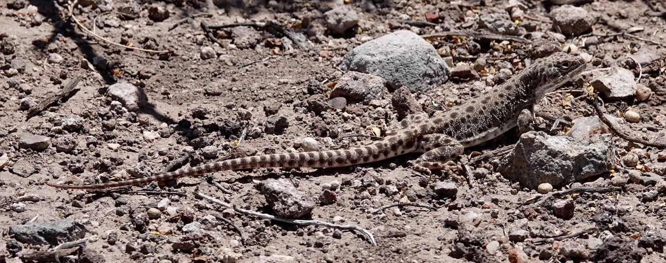 lizard-long-nosed-leopard--_med_hr-3