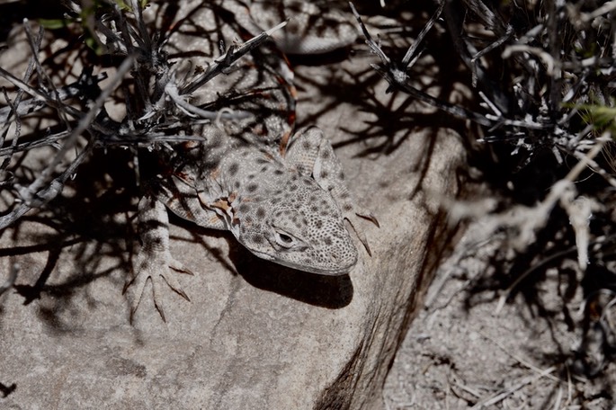 lizard-long-nosed-leopard_med_hr