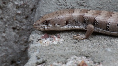 Lizard, Madrean Alligator