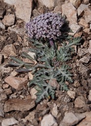 Lomatium nevadense - Biscuit Root - City of Rocks SP2