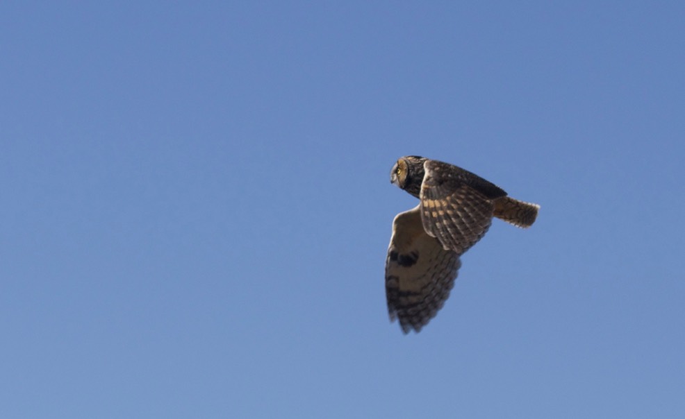 Long-eared Owl