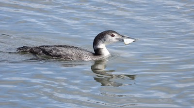 Loon, Common - Baja California Sur